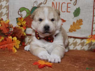 Pomsky dogs Fenrys - Ad 5