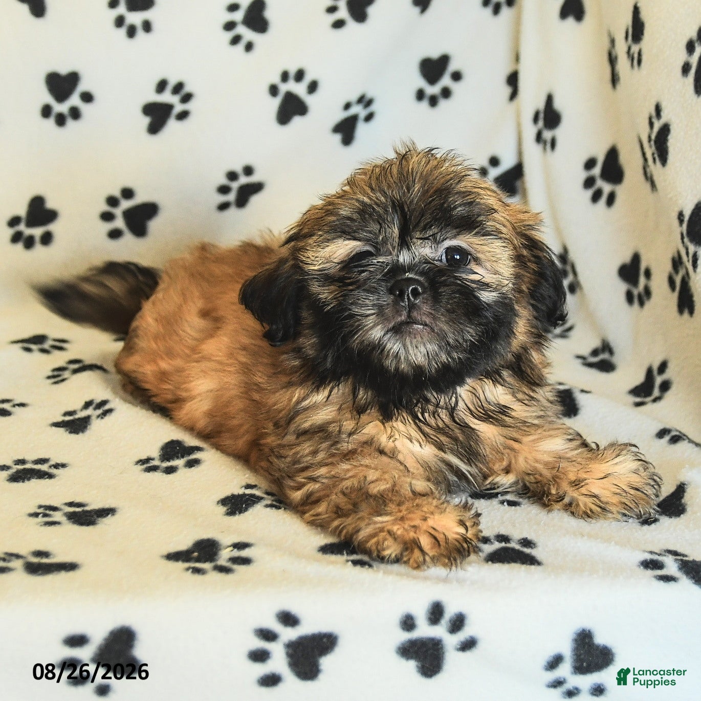 Shih Tzu dogs Zeus - Ad 2