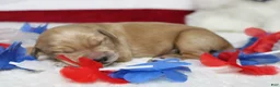 Golden Retriever dogs for sale: Brioche  - Ad 10