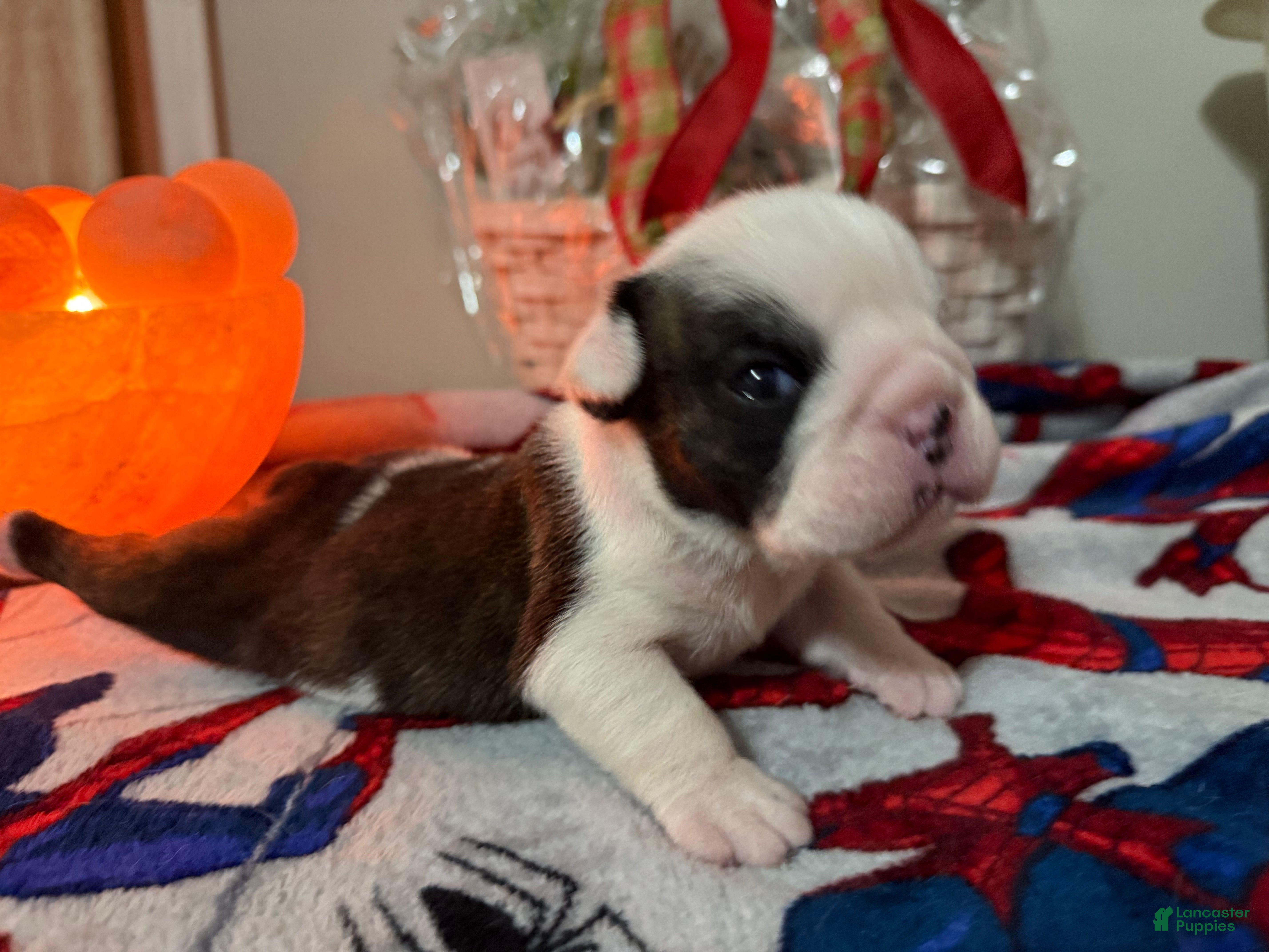 English Bulldog dogs English Bulldog Puppy 3 - Ad 17