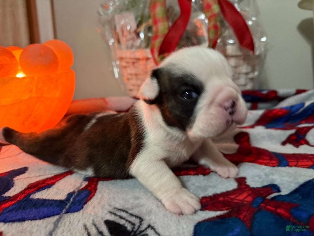 English Bulldog dogs for sale: English Bulldog Puppy 3 - Ad 1