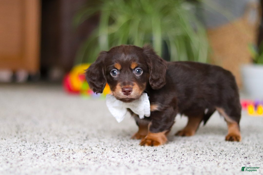 Miniature Dachshund dogs for sale: Zoey - Ad 8