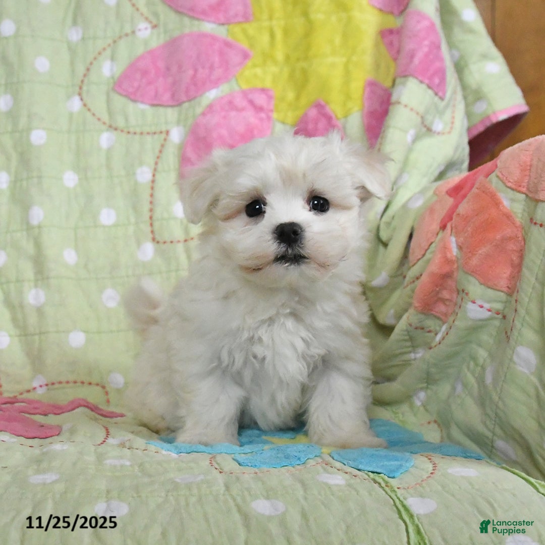 Maltese dogs for sale: Gabriel - Ad 1