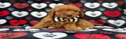 Cavapoo dogs for sale: Abe - Ad 3