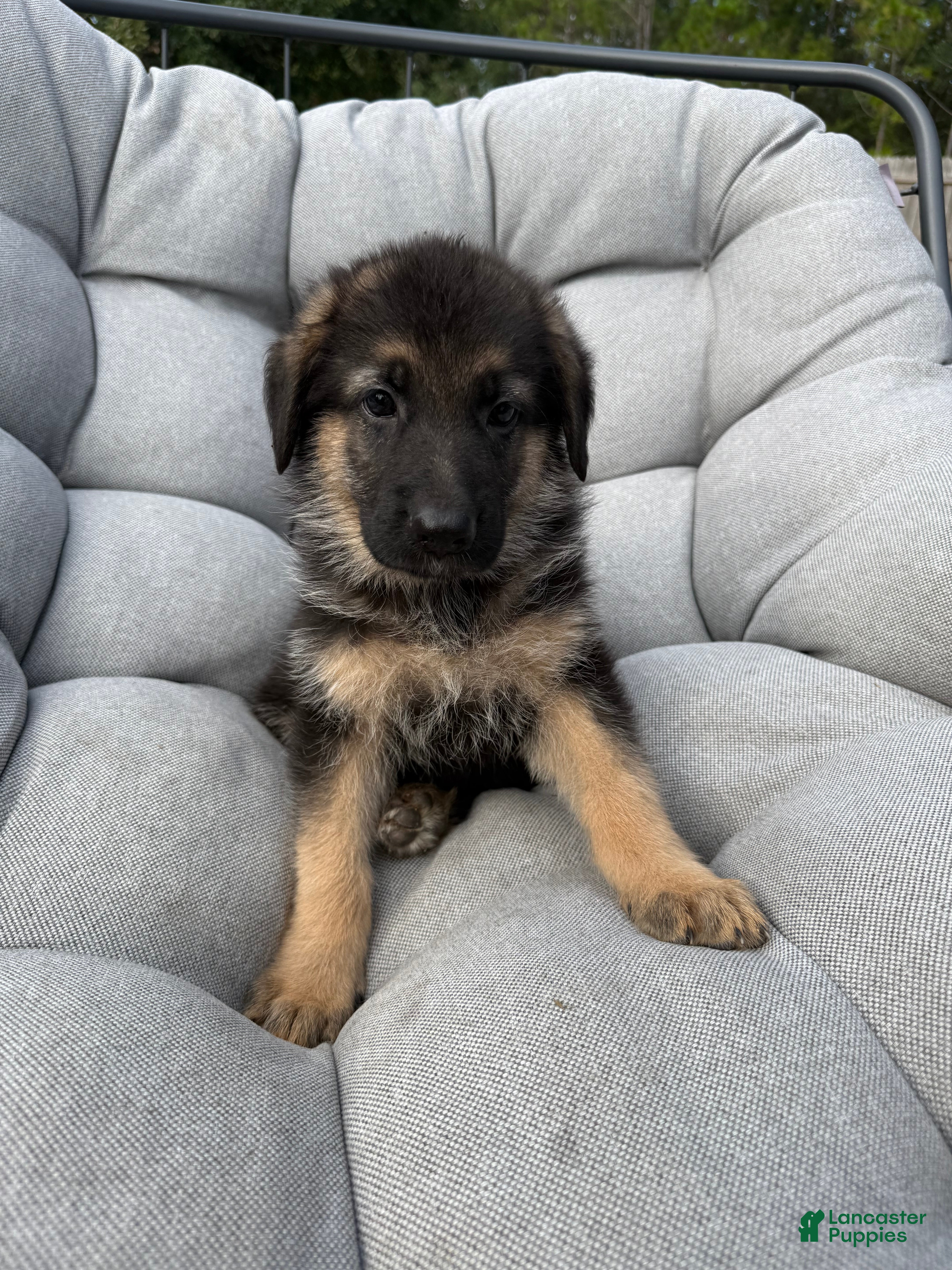 German Shepherd dogs Memphis - Ad 40