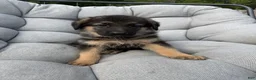 German Shepherd dogs for sale: Memphis - Ad 1