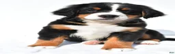 Bernese Mountain Dog dogs for sale: Princess - Ad 3