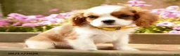 Cavalier King Charles Spaniel dogs for sale: Timmy - Ad 5