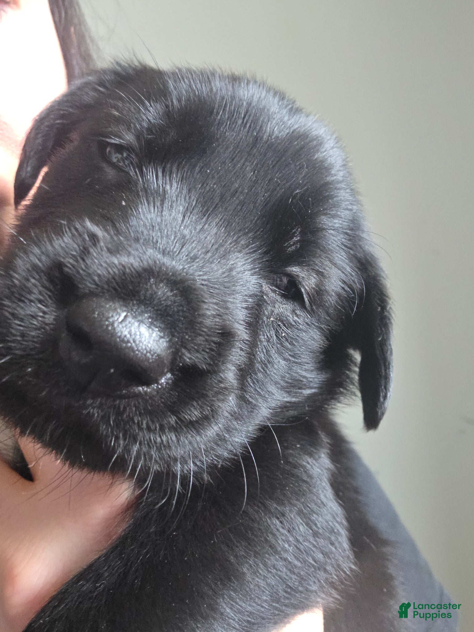 Mixed Breed dogs Zeus - Ad 41