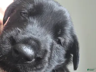 Mixed Breed dogs Zeus - Ad 20