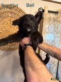 German Shepherd dogs Bell - Ad 41