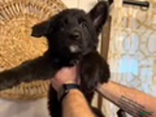 German Shepherd dogs Bell - Ad 41