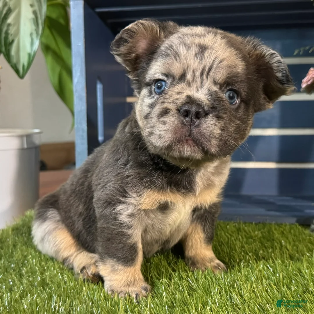 French Bulldog dogs for sale: Girlie - Ad 1