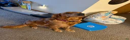 Golden Retriever dogs for sale: Meadow - Ad 5