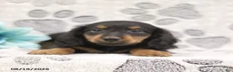 Miniature Dachshund dogs for sale: George - Ad 4