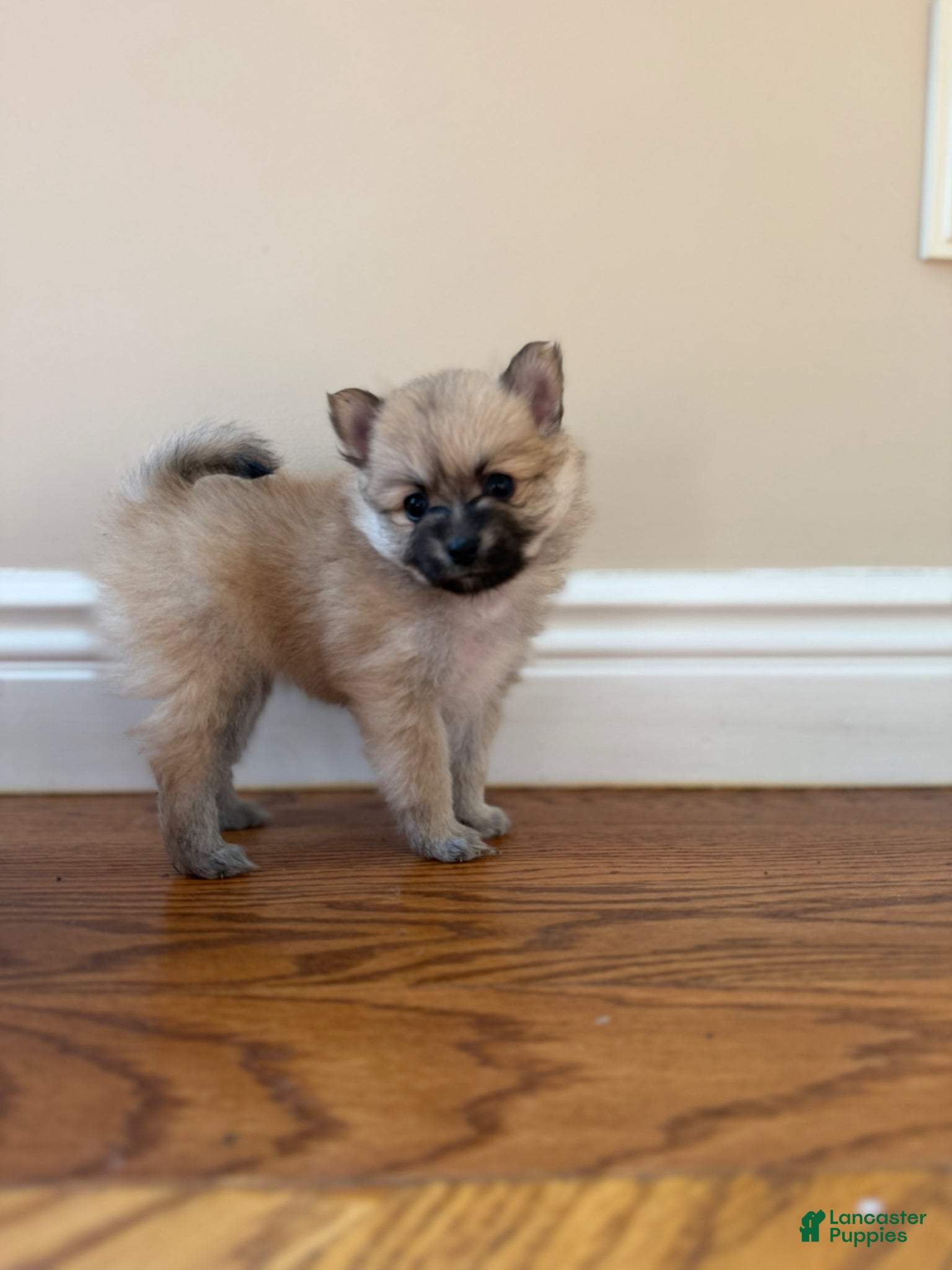 Pomeranian dogs for sale: Cindy - Ad 2