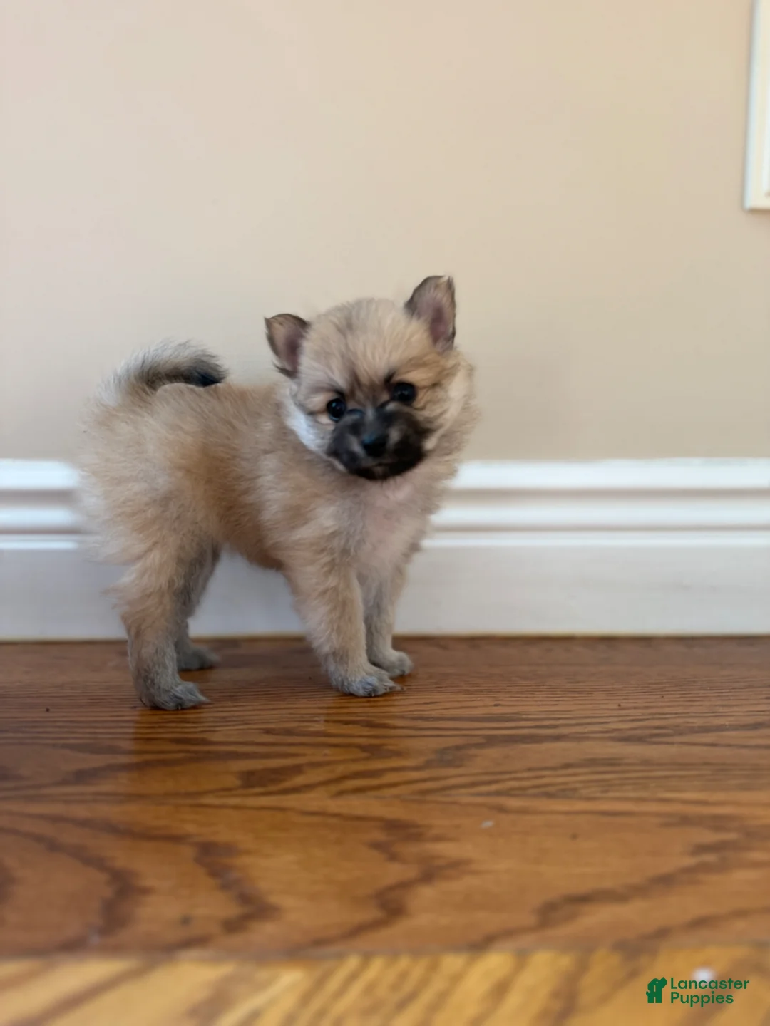Pomeranian dogs for sale: Cindy - Ad 1