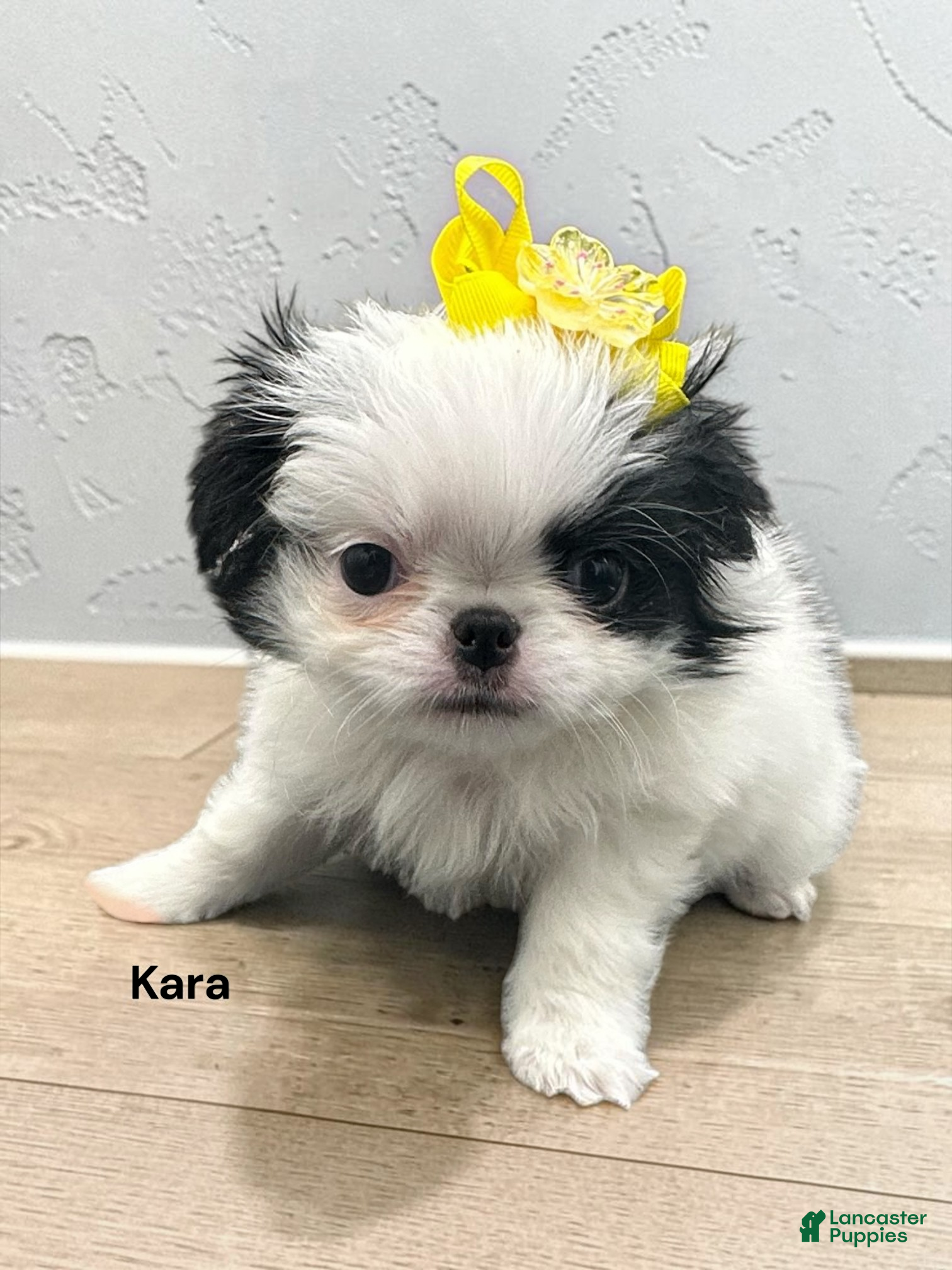 Japanese Chin dogs Kara - Ad 1