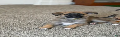 Hazel