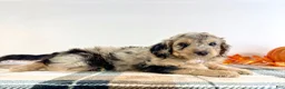 Bernedoodle dogs for sale: Draco - Ad 2