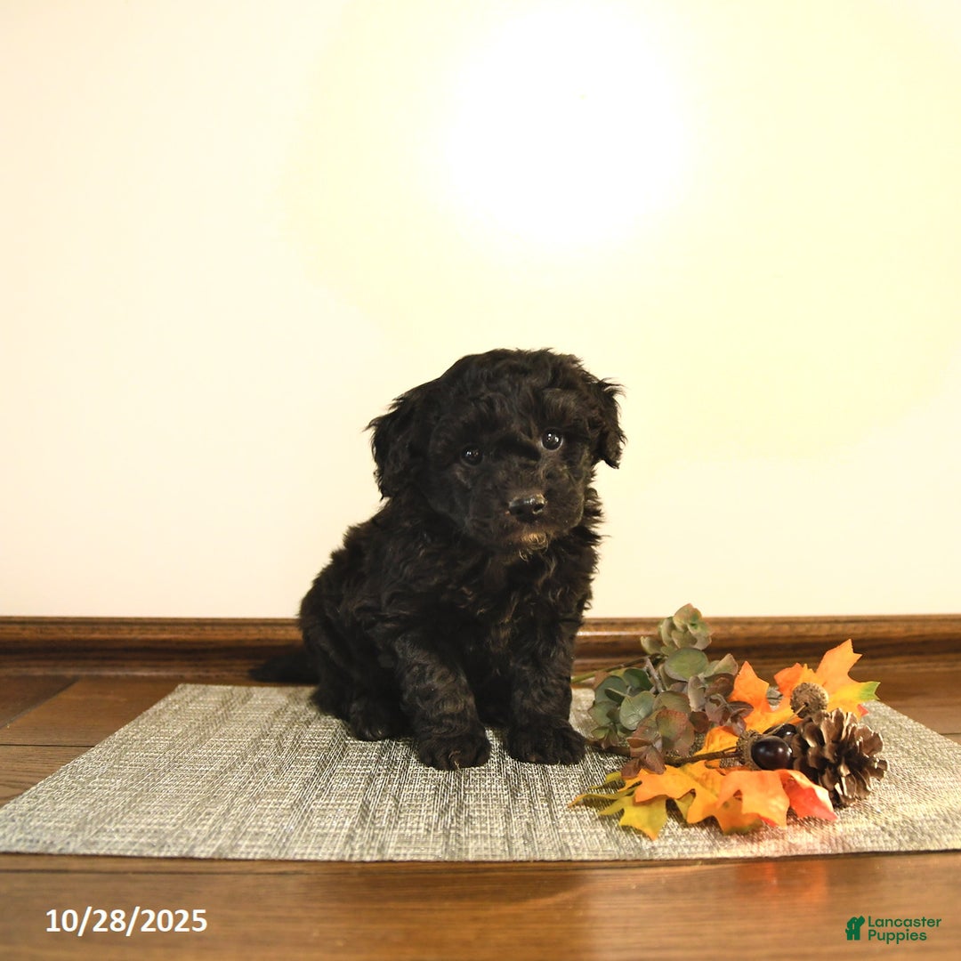 Mini Goldendoodle dogs for sale: Stella - Ad 9