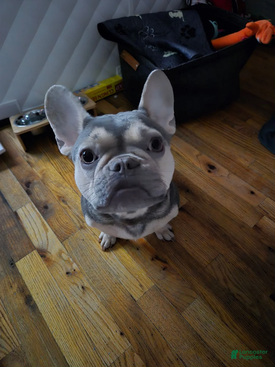 French Bulldog dogs for sale: Sadie bug  - Ad 3