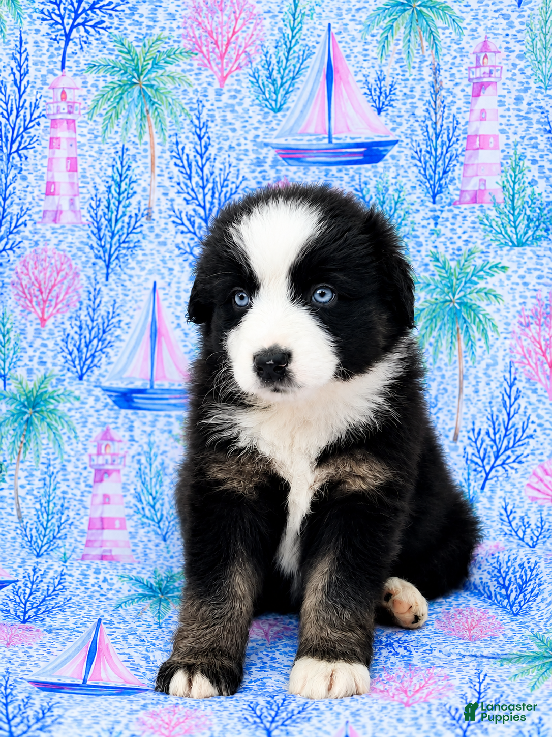 Miniature Australian Shepherd dogs Pirate - Ad 1