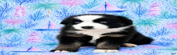 Miniature Australian Shepherd dogs for sale: Pirate - Ad 1