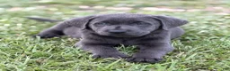Labrador Retriever dogs for sale: Brooks - Ad 3