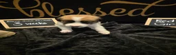 Mixed Breed dogs for sale: Red Girl - Ad 3