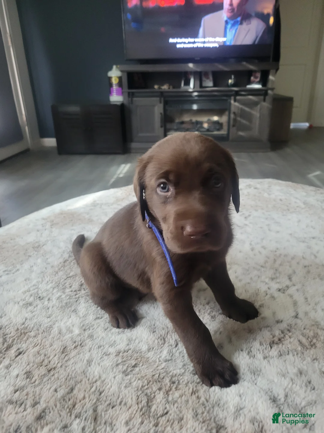 Labrador Retriever dogs for sale: Labrador Retriever Puppy 1 - Ad 2