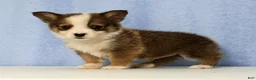 Mixed Breed dogs for sale: Dewey - Ad 1