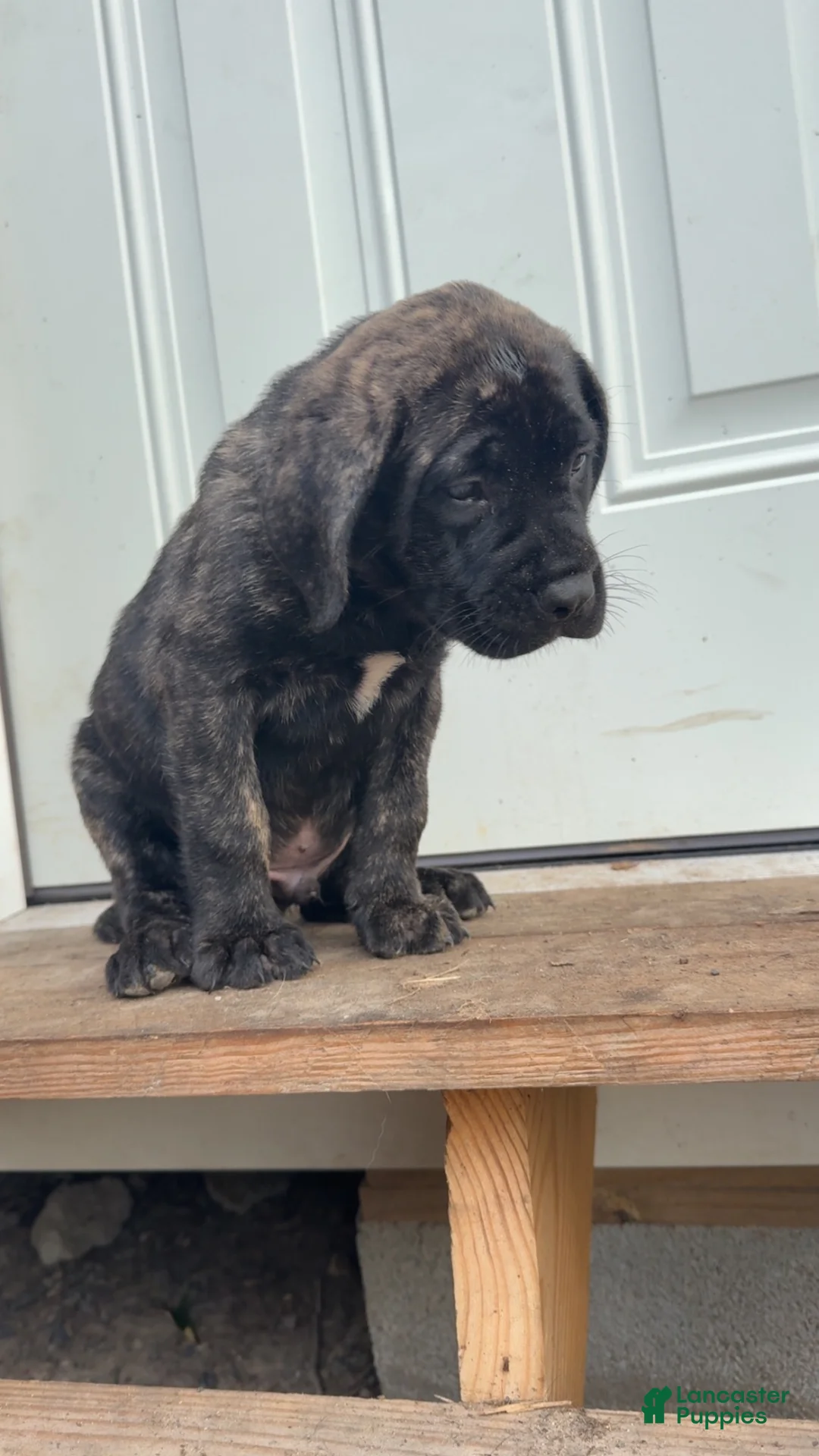English Mastiff dogs for sale: English Mastiff 3 - Ad 2