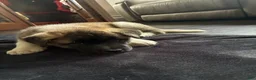 Akita dogs for sale: Akita 3 - Ad 2