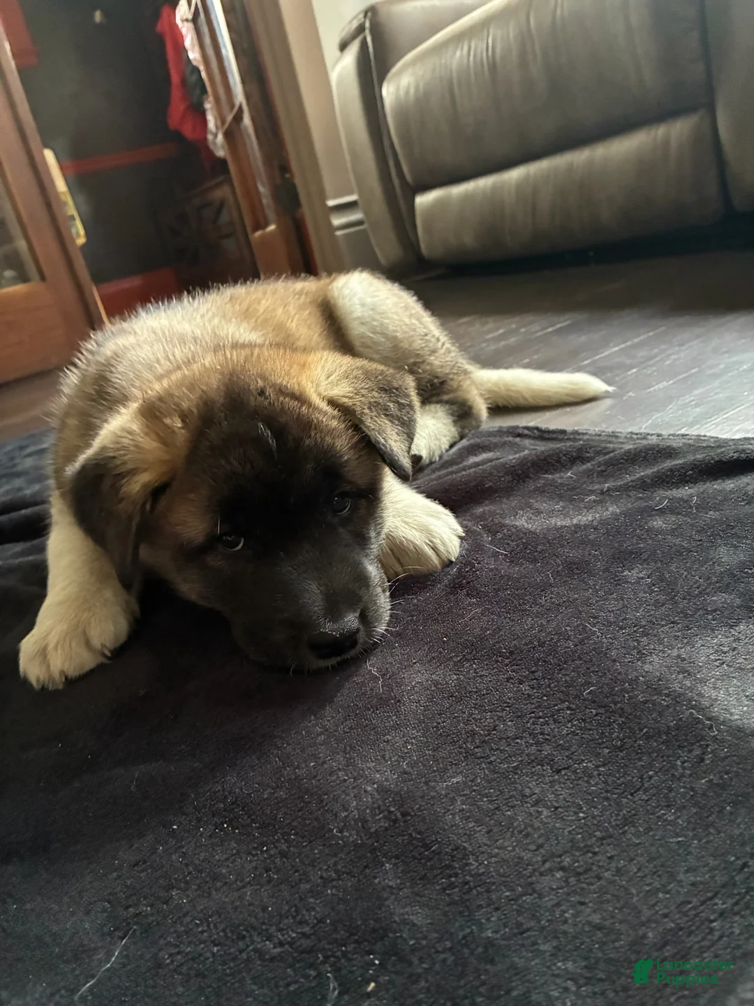 Akita dogs for sale: Akita 3 - Ad 2