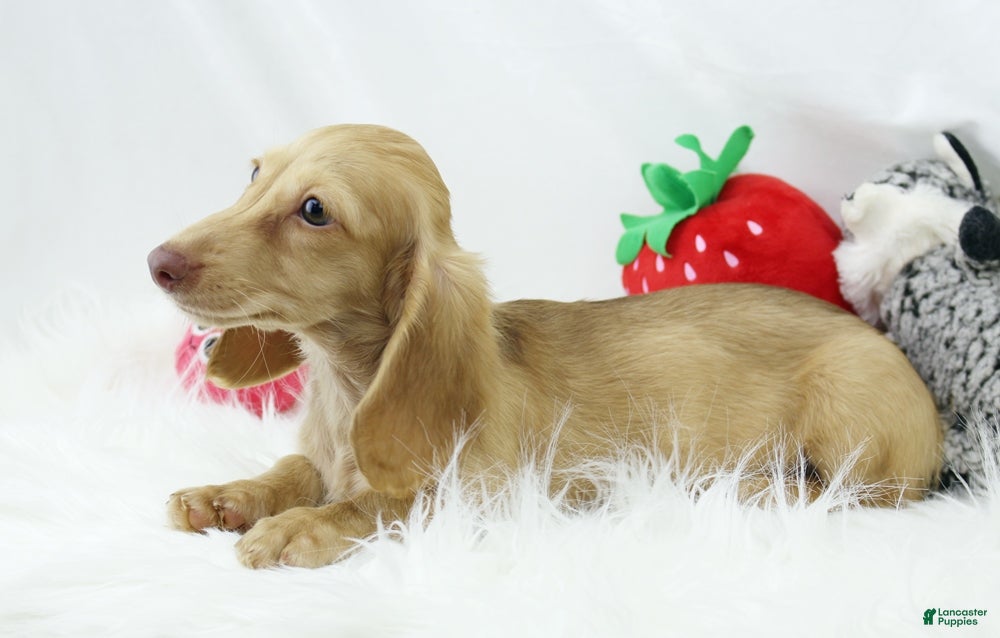 Dachshund dogs Karmella  CB Cr 4086 - Ad 2