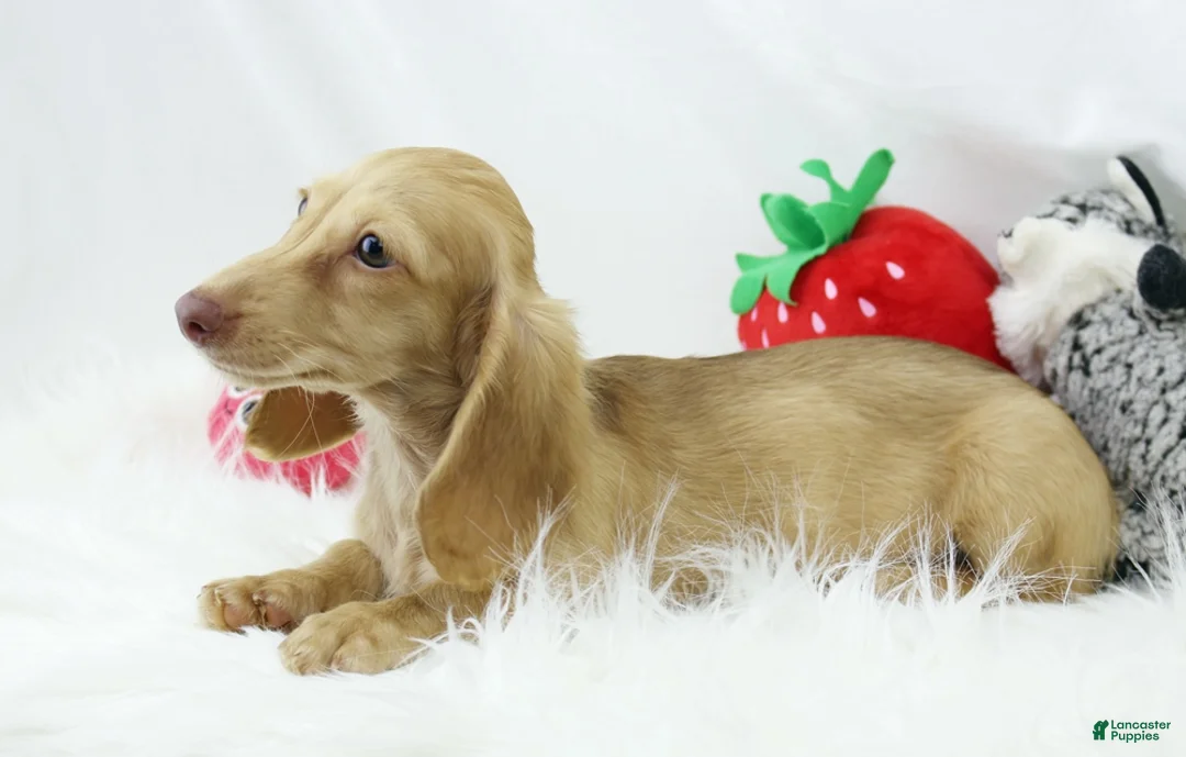 Dachshund dogs for sale: Karmella  CB Cr 4086 - Ad 2