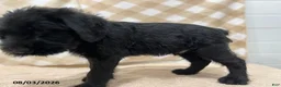 Giant Schnauzer dogs for sale: Buster - Ad 3