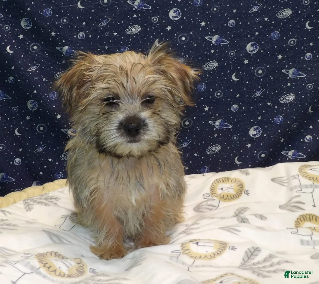 Morkie dogs for sale:  April - Ad 2