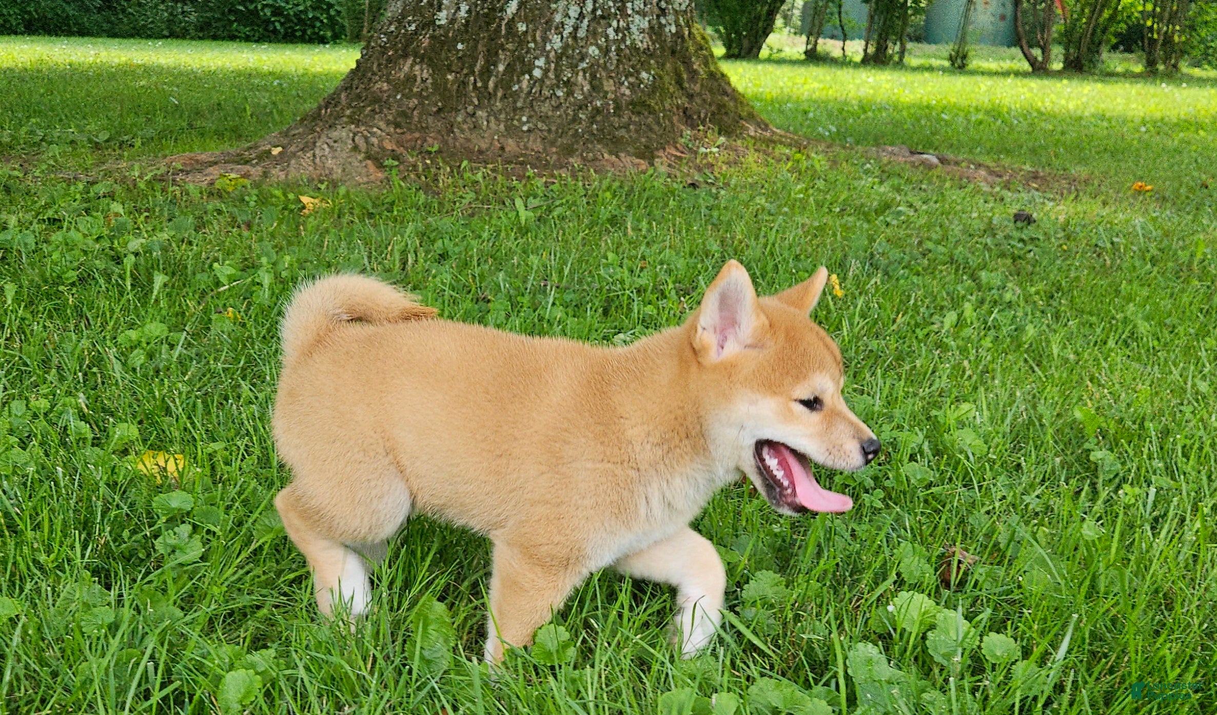 Shiba Inu dogs Hazel - Ad 2