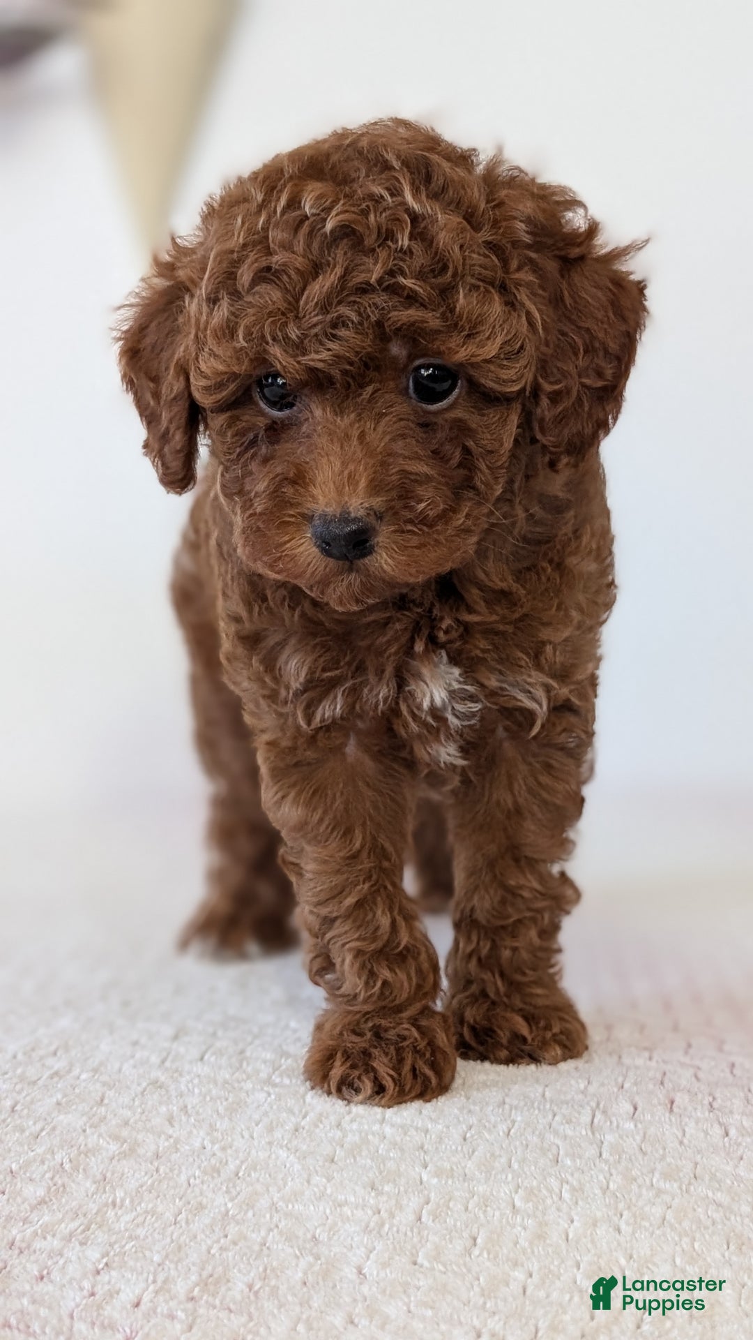 Toy Poodle dogs for sale: Chloe - Ad 10