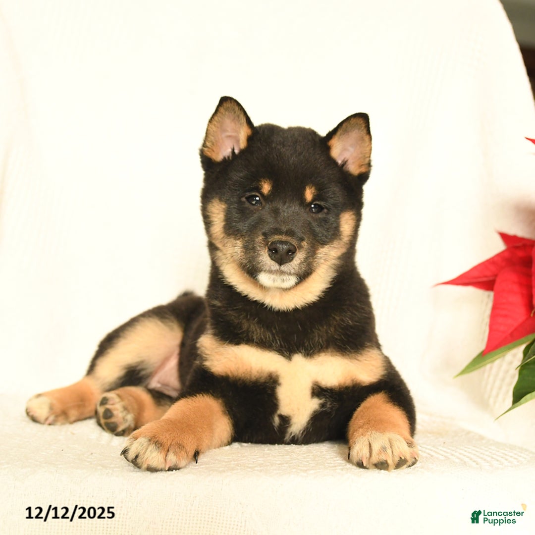 Shiba Inu dogs for sale: Polo - Ad 1