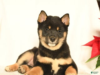 Shiba Inu dogs Polo - Ad 4