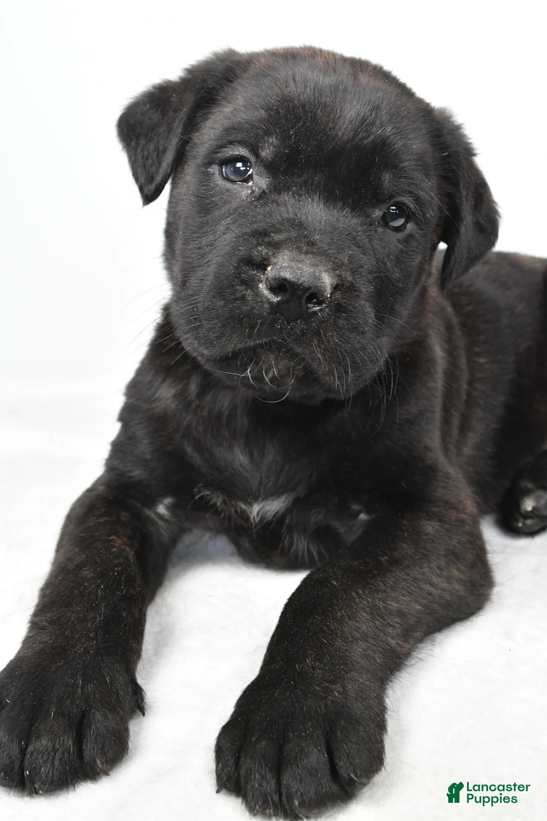 English Mastiff dogs for sale: Buddy - Ad 4