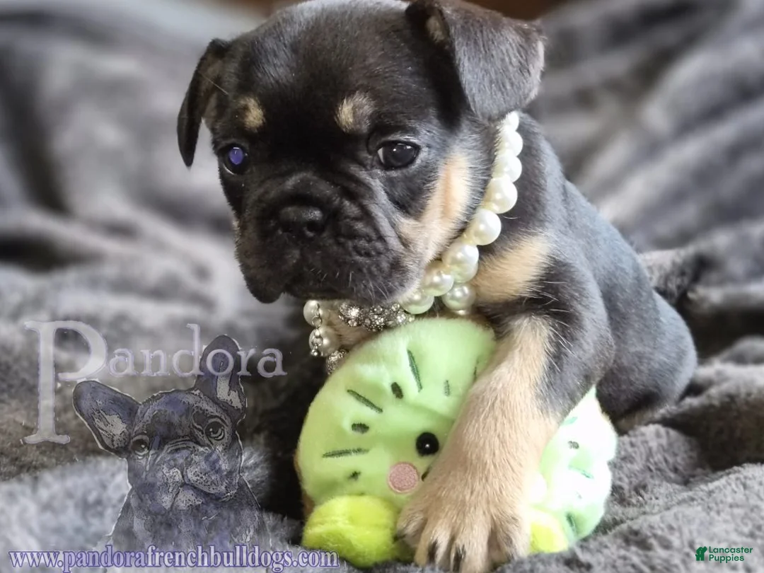 French Bulldog dogs for sale: Ember - Ad 1