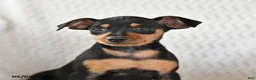 Miniature Pinscher dogs for sale: Tulip - Ad 3