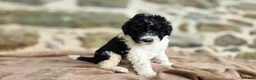 Portuguese Water Dog dogs for sale: Sampson - Ad 4