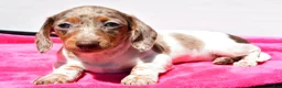 Dachshund dogs for sale: Angel - Ad 3