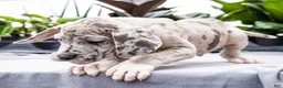 Great Dane dogs for sale: Mozark - Ad 9