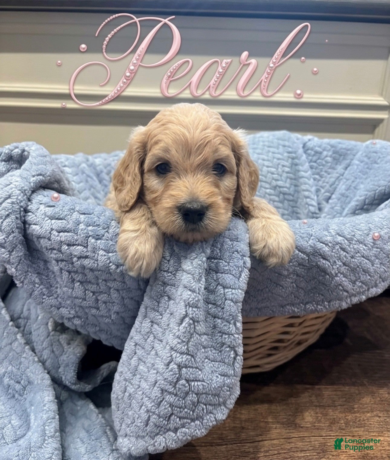 Goldendoodle dogs Pearl - Ad 4